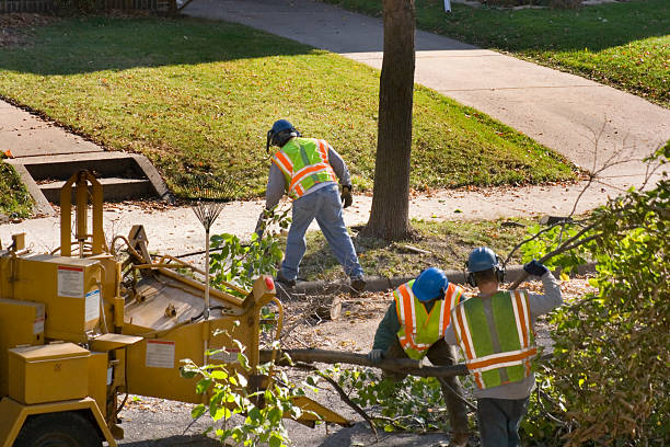 Best Professional Tree Care  in Parowan, UT